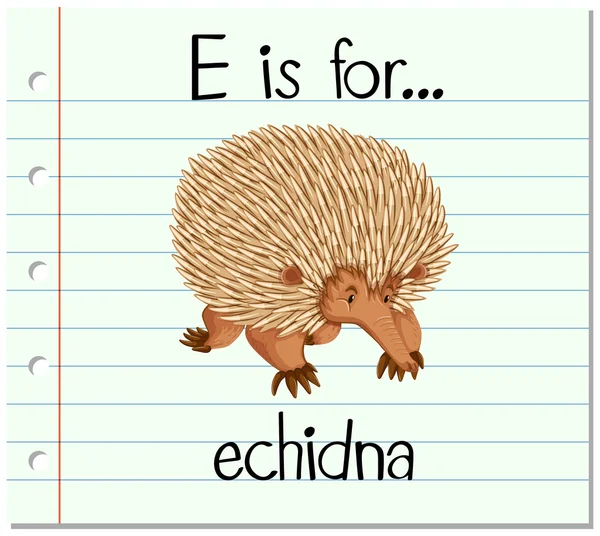 La letra E de la tarjeta es para echidna — Archivo Imágenes Vectoriales