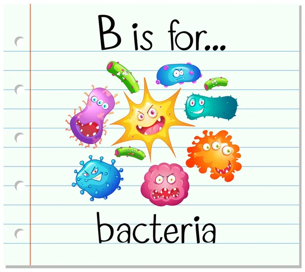 Flashcard alfabetet B är för bakterier — Stock vektor