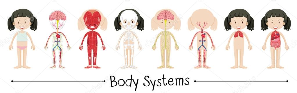 Body systems of human girl Stock Vector Image by ©blueringmedia #103281848