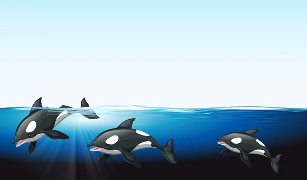 Wale schwimmen im Meer — Stockvektor