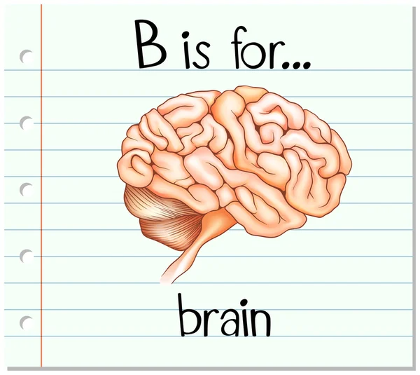 Alfabeto de la tarjeta B es para cerebro — Archivo Imágenes Vectoriales