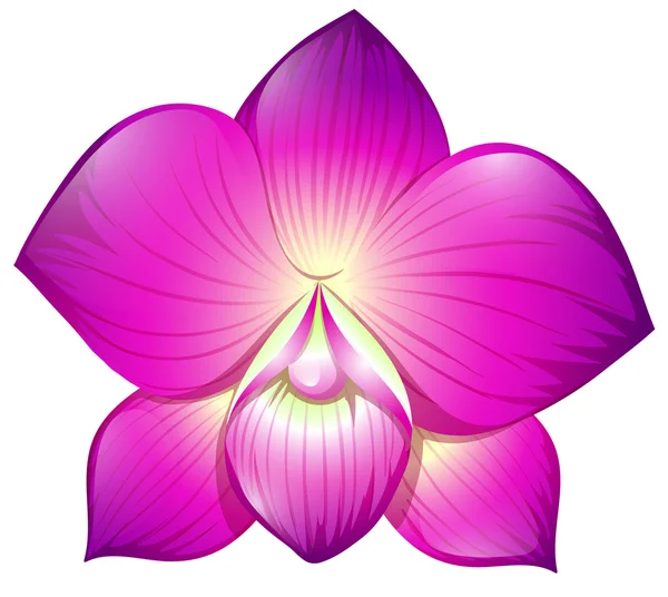 Orchid in purple color — Stock Vector