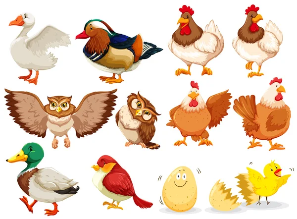 Diferentes tipos de aves —  Vetores de Stock