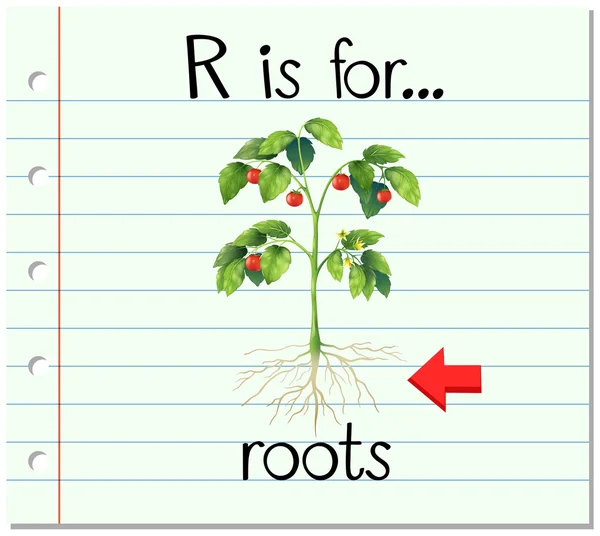 Flashcard letra R es para raíces — Vector de stock