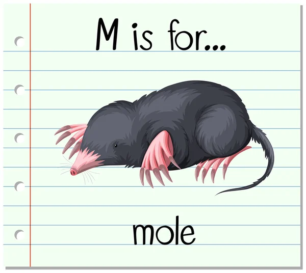 Flashcard letter M is for mole — Stock Vector