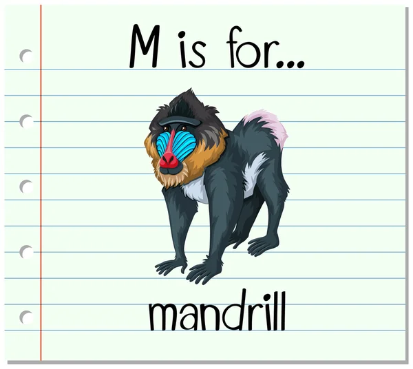 แฟลชการ์ดตัวอักษร M สําหรับ mandrill — ภาพเวกเตอร์สต็อก