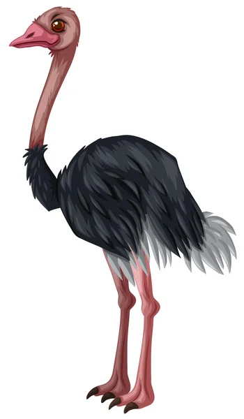 Ostrich ยืนอยู่บนพื้นหลังสีขาว — ภาพเวกเตอร์สต็อก