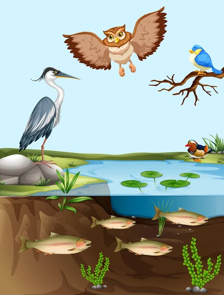 Birds and fish by the pond — Stock Vector