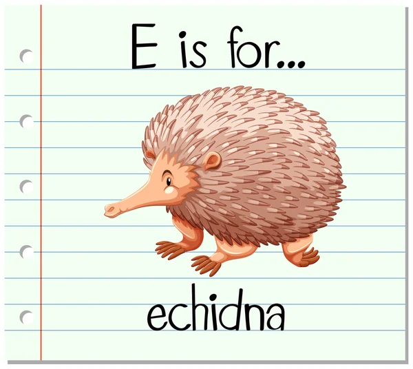 Flashcard lettre E est pour echidna — Image vectorielle