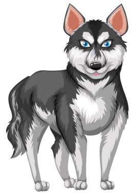 Siberian dış yapraklar siyah beyaz kürklü