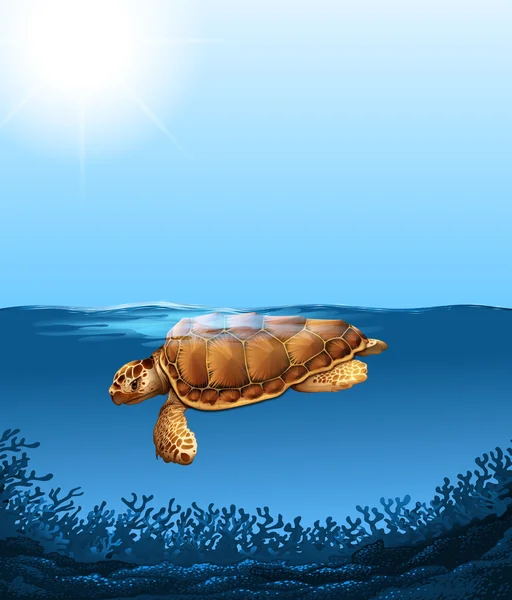 Turtle swimming under the ocean — Stock Vector