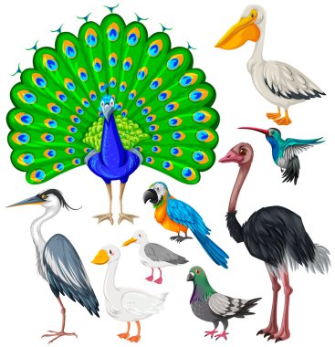 Different types of wild birds clipart