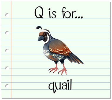 Bıldırcın flashcard harf Q olduğunu