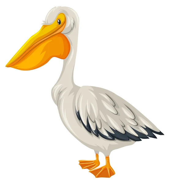 Pelican bird with white feather — Stock Vector