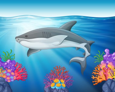 Denizde yüzen köpekbalığı