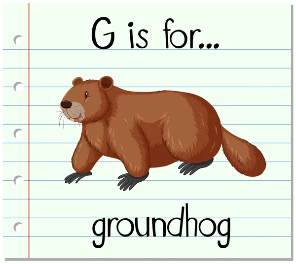 Flashcard letra G es para marmota — Vector de stock