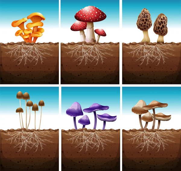 Verse paddestoelen groeien in de grond — Stockvector