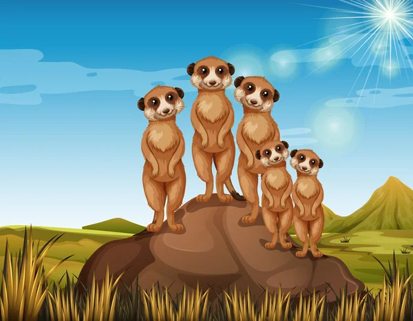 Meerkats standing on rock — Stock Vector