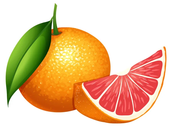 Pomelo fresco sobre fondo blanco — Vector de stock