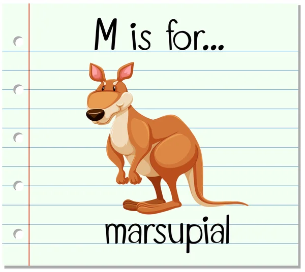 抽认卡字母 M 是有袋动物 — 图库矢量图片