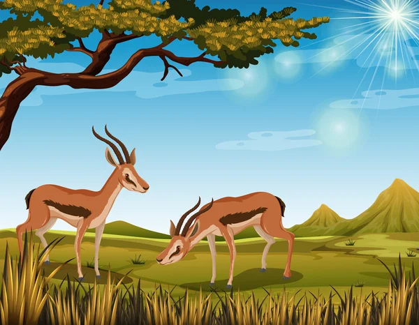 Two antelopes in the field — Stock Vector