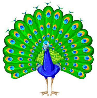 Renkli tüyü peacock