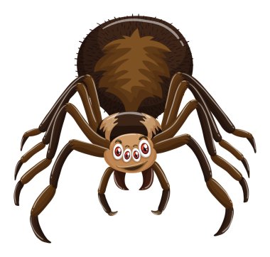 Beyaz arka plan üzerinde vahşi spider