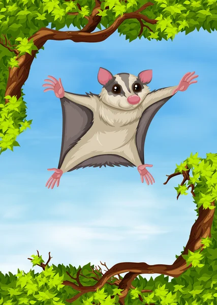 Á Ardilla Voladora Imagenes De Stock Vectores Ardilla Voladora Dibujo Descargar En Depositphotos