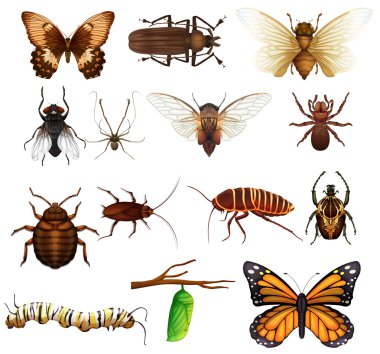 Different kind of wild insects clipart