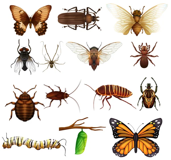 Diferentes tipos de insectos salvajes — Vector de stock