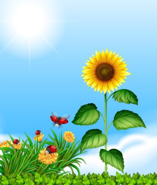 Bahçede yaşayan ladybugs