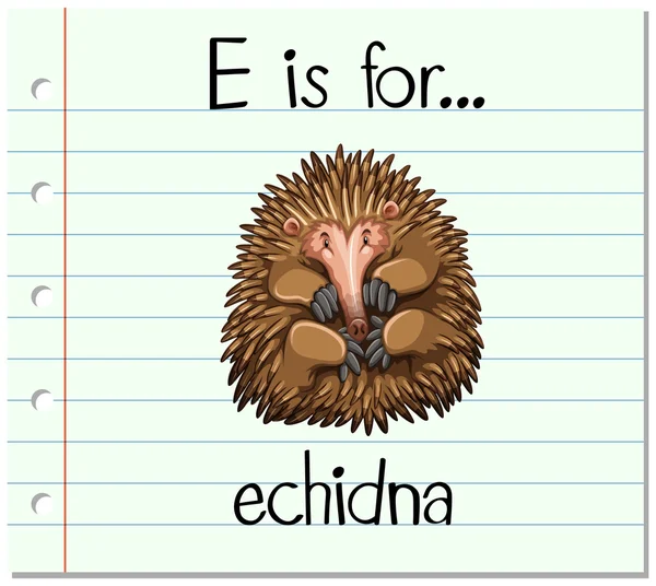 Carta de Flashcard E é para echidna — Vetor de Stock