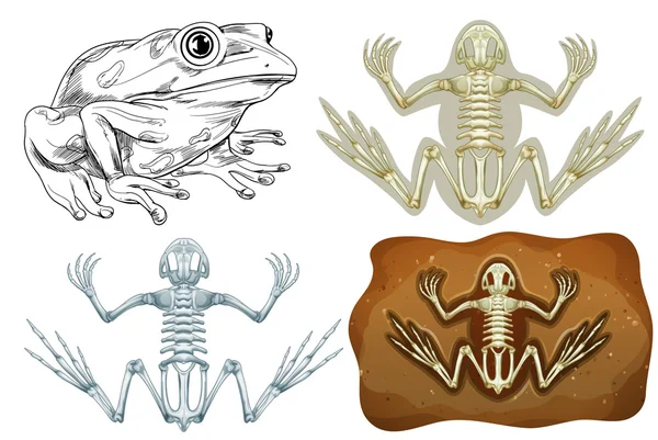 カエルと地下の化石 — ストックベクタ