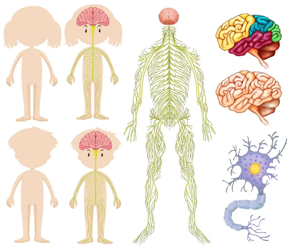 Anatomia małego chłopca i dziewczyny — Wektor stockowy