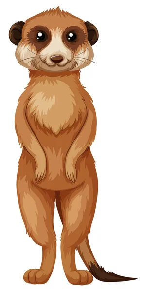 棕色的皮毛站海岛猫鼬 — 图库矢量图片