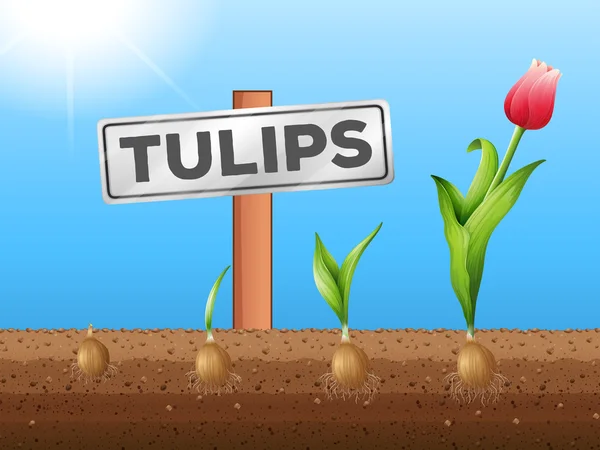 Тюльпани, що ростуть під землею — стоковий вектор