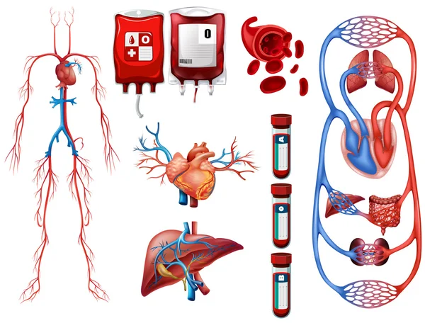 Blood types and breathing system — Stock Vector