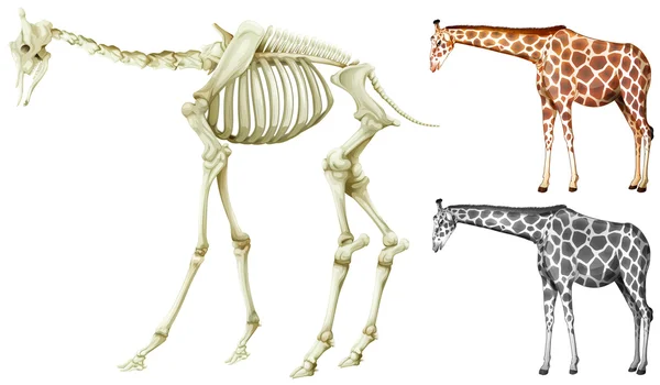 Giraffen och ben struktur — Stock vektor