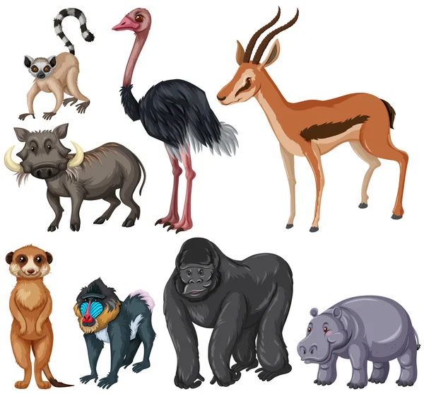 Diferentes tipos de animais selvagens —  Vetores de Stock