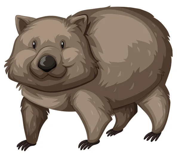 Divoké wombat na bílém pozadí — Stockový vektor