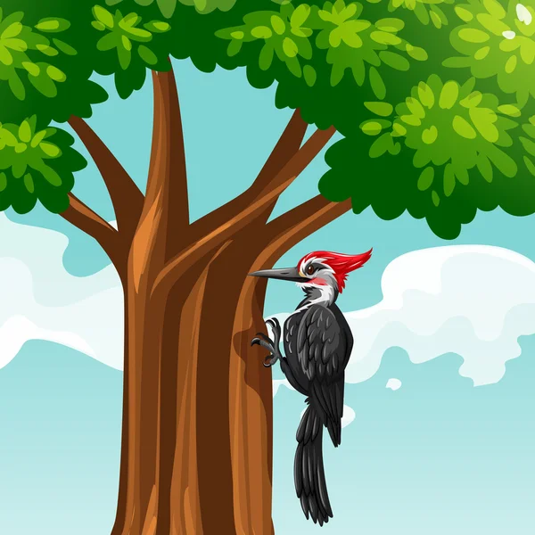 Woodpecker on the tree — Stock Vector