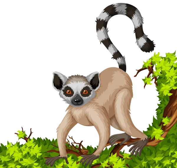 Lemur na větvi — Stockový vektor