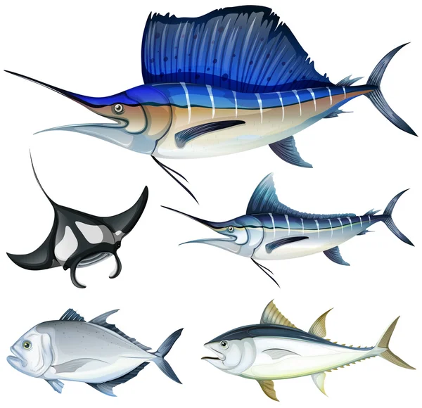 Diversi tipi di pesce — Vettoriale Stock