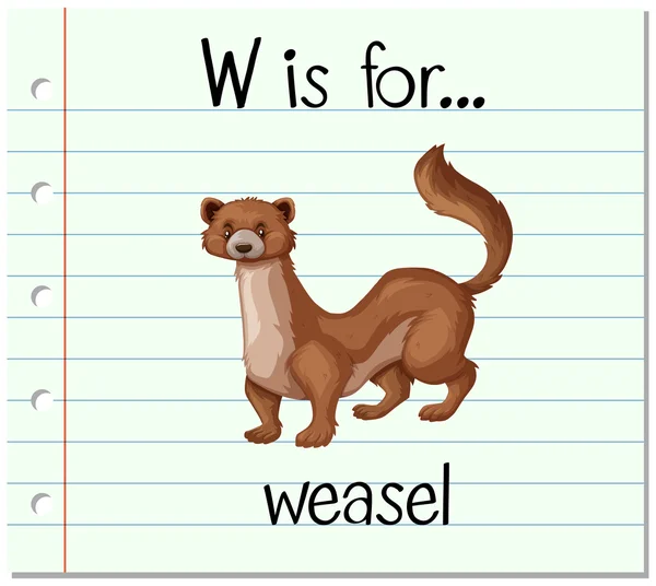 抽认卡字母 W 是黄鼠狼 — 图库矢量图片