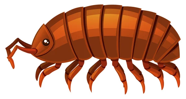 棕色的甲壳虫 — 图库矢量图片