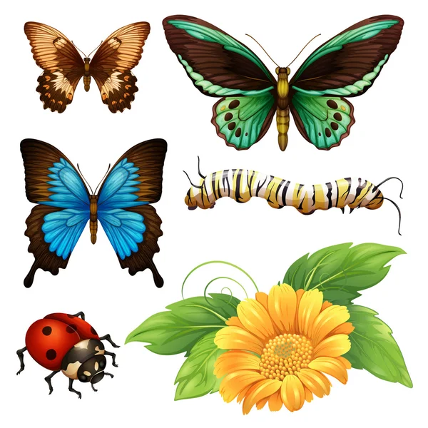 Diversi tipi di farfalle e insetti — Vettoriale Stock