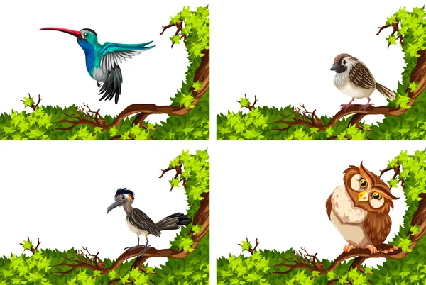 Différents oiseaux sauvages sur la branche — Image vectorielle