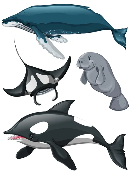 Diferentes tipos de baleias e peixes —  Vetores de Stock