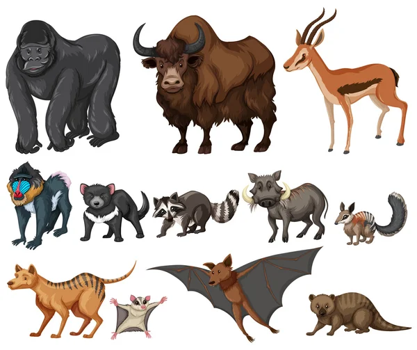 Diferentes tipos de animais selvagens em branco — Vetor de Stock