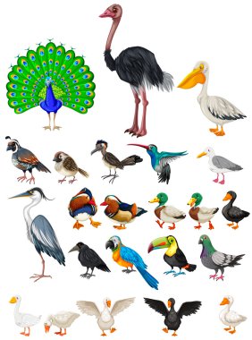 Different kind of wild birds clipart